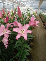 [5221 Missoni VZ No01.JPG]